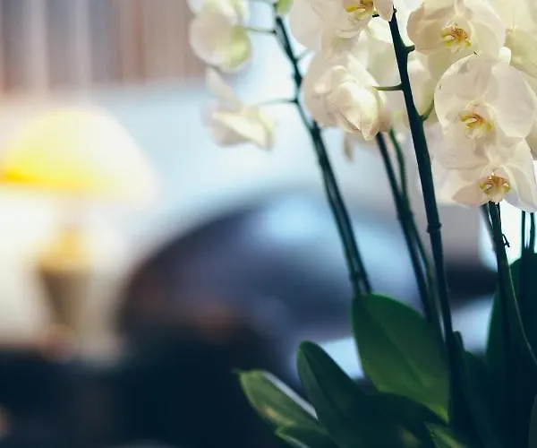 Excelsior Opera Paryż